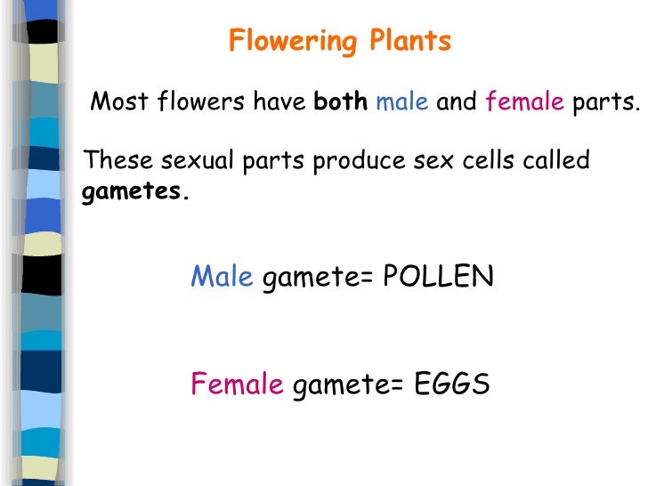 Female Sex Cells Are Called